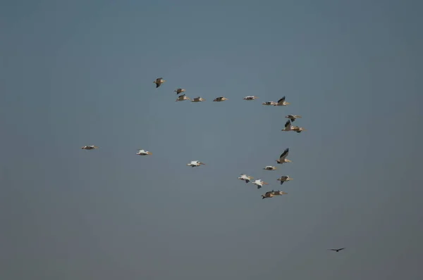 Grandes Pelícanos Blancos Pelecanus Onocrotalus Vuelo Parque Nacional Oiseaux Djoudj —  Fotos de Stock