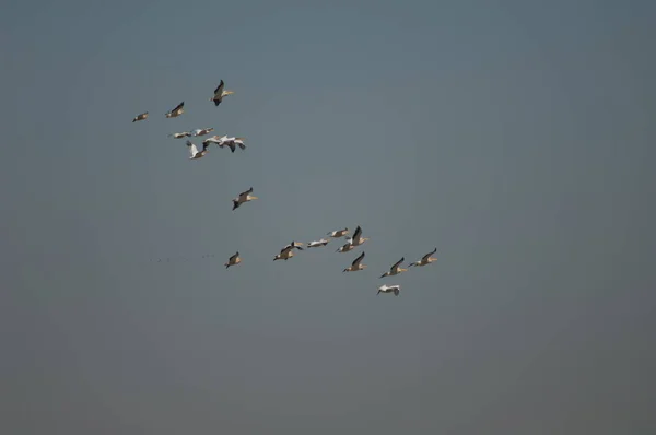 Grandes Pelícanos Blancos Pelecanus Onocrotalus Vuelo Parque Nacional Oiseaux Djoudj — Foto de Stock