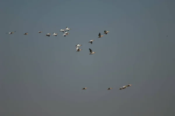 Velcí Bílí Pelikáni Pelecanus Onocrotalus Letu Národní Park Oiseaux Djoudj — Stock fotografie