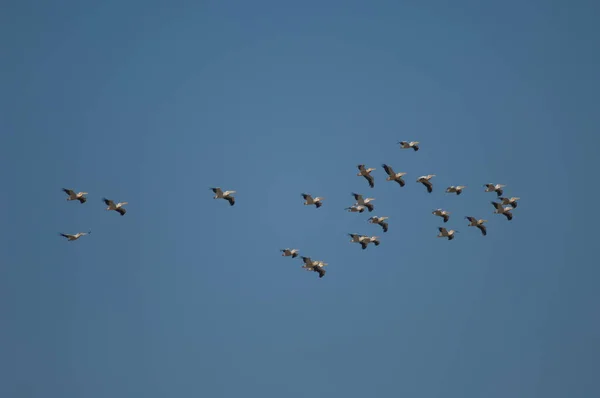 Velcí Bílí Pelikáni Pelecanus Onocrotalus Letu Národní Park Oiseaux Djoudj — Stock fotografie
