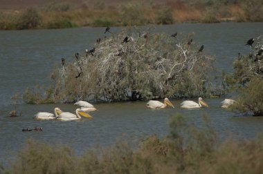 Büyük beyaz pelikanlar Pelecanus onocrotalus. Oiseaux du Djoudj Ulusal Parkı. Saint-Louis 'de. Senegal.
