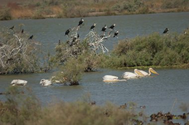 Büyük beyaz pelikanlar Pelecanus onocrotalus ve arka planda büyük karabataklar Phalacrocorax. Oiseaux du Djoudj N. P. Saint-Louis. Senegal.