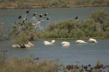 Büyük beyaz pelikanlar Pelecanus onocrotalus balıkçılığı ve büyük karabataklar Phalacrocorax karbonu. Oiseaux du Djoudj Ulusal Parkı. Saint-Louis 'de. Senegal.