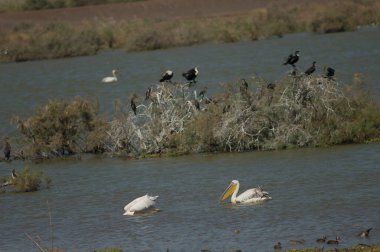 Büyük beyaz pelikanlar Pelecanus onocrotalus. Oiseaux du Djoudj Ulusal Parkı. Saint-Louis 'de. Senegal.
