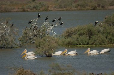 Büyük beyaz pelikanlar Pelecanus onocrotalus. Oiseaux du Djoudj Ulusal Parkı. Saint-Louis 'de. Senegal.