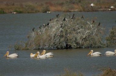Büyük beyaz pelikanlar Pelecanus onocrotalus. Oiseaux du Djoudj Ulusal Parkı. Saint-Louis 'de. Senegal.