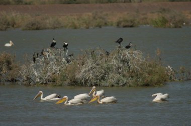 Büyük beyaz pelikanlar Pelecanus onocrotalus balıkçılığı. Oiseaux du Djoudj Ulusal Parkı. Saint-Louis 'de. Senegal.