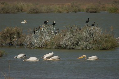 Büyük beyaz pelikanlar Pelecanus onocrotalus balıkçılığı. Oiseaux du Djoudj Ulusal Parkı. Saint-Louis 'de. Senegal.