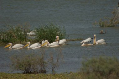 Büyük beyaz pelikanlar Pelecanus onocrotalus. Oiseaux du Djoudj Ulusal Parkı. Saint-Louis 'de. Senegal.