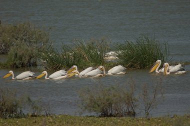 Büyük beyaz pelikanlar Pelecanus onocrotalus. Oiseaux du Djoudj Ulusal Parkı. Saint-Louis 'de. Senegal.