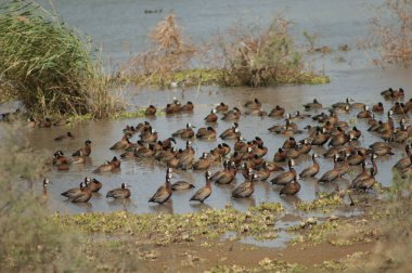 Beyaz yüzlü ıslık çalan ördekler Dendrocygna viduata. Oiseaux du Djoudj Ulusal Parkı. Saint-Louis 'de. Senegal.