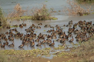 Beyaz yüzlü ıslık çalan ördekler Dendrocygna viduata. Oiseaux du Djoudj Ulusal Parkı. Saint-Louis 'de. Senegal.