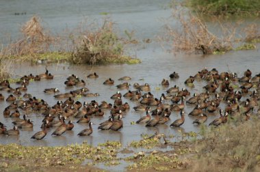 Beyaz yüzlü ıslık çalan ördekler Dendrocygna viduata. Oiseaux du Djoudj Ulusal Parkı. Saint-Louis 'de. Senegal.