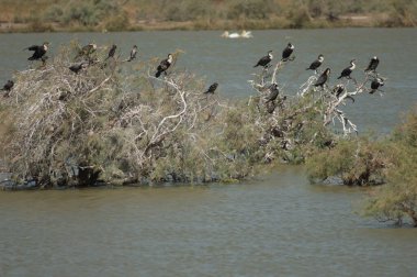 Büyük karabataklar Phalacrocorax karbonhidrat ve kamış karabatakları Microcarbo africanus. Oiseaux du Djoudj Ulusal Parkı. Saint-Louis 'de. Senegal.