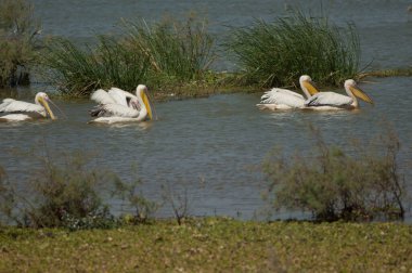 Büyük beyaz pelikanlar Pelecanus onocrotalus. Oiseaux du Djoudj Ulusal Parkı. Saint-Louis 'de. Senegal.