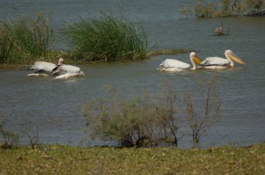 Büyük beyaz pelikanlar Pelecanus onocrotalus. Oiseaux du Djoudj Ulusal Parkı. Saint-Louis 'de. Senegal.