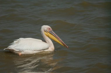 Büyük beyaz pelikan Pelecanus onocrotalus. Oiseaux du Djoudj Ulusal Parkı. Saint-Louis 'de. Senegal.