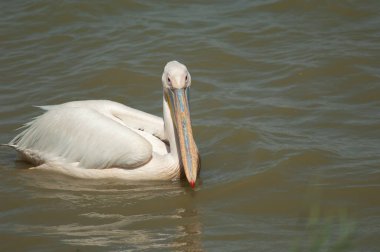 Büyük beyaz pelikan Pelecanus onocrotalus. Oiseaux du Djoudj Ulusal Parkı. Saint-Louis 'de. Senegal.