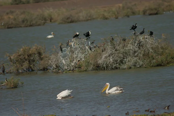 Büyük beyaz pelikanlar Pelecanus onocrotalus. Oiseaux du Djoudj Ulusal Parkı. Saint-Louis 'de. Senegal.