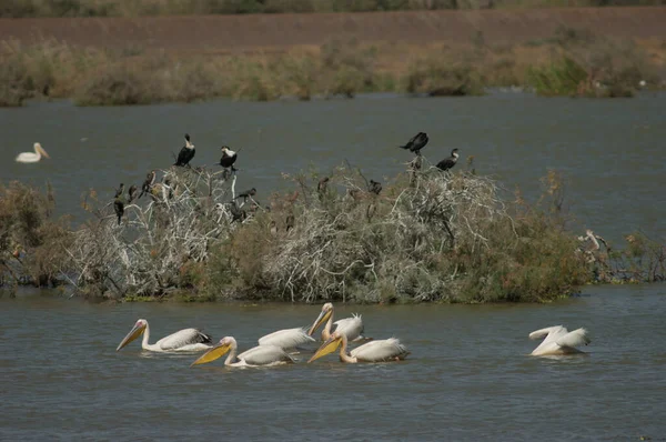 Weißpelikane Pelecanus Onocrotalus Fischen Oiseaux Djoudj National Park Saint Louis — Stockfoto