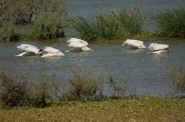 Weißpelikane Pelecanus Onocrotalus Fischen Oiseaux Djoudj National Park Saint Louis — Stockfoto