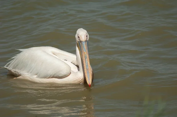 Weißpelikan Pelecanus Onocrotalus Oiseaux Djoudj National Park Saint Louis Senegal — Stockfoto