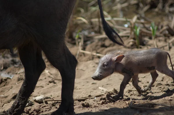 ノラン ワルトホッグPhacocherus Africanus 若い女性だ Oisaux Djoudj国立公園 セネガル — ストック写真