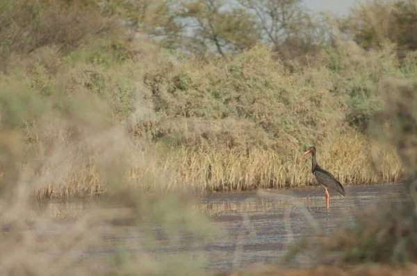 Zwarte Ooievaar Ciconia Nigra Een Lagune Nationaal Park Oiseaux Djoudj — Stockfoto