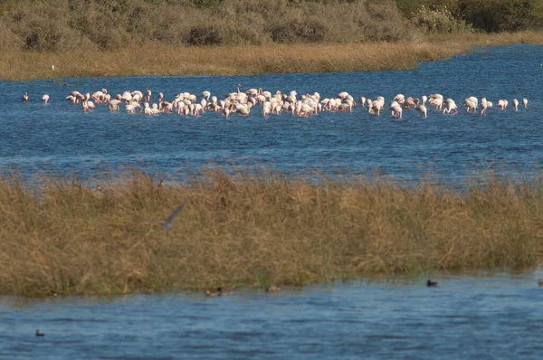 Daha büyük flamingolar Phoenicopterus gülü bir gölde. Oiseaux du Djoudj Ulusal Parkı. Saint-Louis 'de. Senegal.