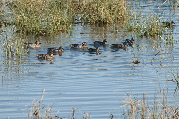 Garganey Spatula Querquedula Een Lagune Nationaal Park Oiseaux Djoudj Sint — Stockfoto
