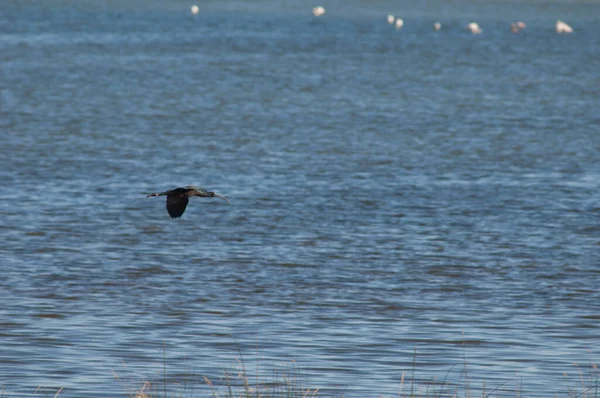 Glanzend Ibis Plegadis Falcinellus Tijdens Vlucht Nationaal Park Oiseaux Djoudj — Stockfoto