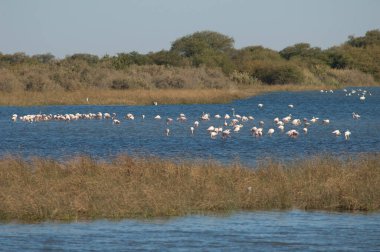 Daha büyük flamingolar Phoenicopterus gülü bir gölde. Oiseaux du Djoudj Ulusal Parkı. Saint-Louis 'de. Senegal.