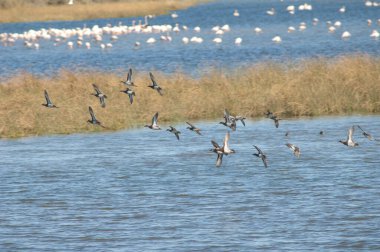 Garganey Spatula querquedula uçuyor. Oiseaux du Djoudj Ulusal Parkı. Saint-Louis 'de. Senegal.