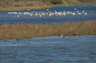 Daha büyük flamingolar Phoenicopterus gülü bir gölde. Oiseaux du Djoudj Ulusal Parkı. Saint-Louis 'de. Senegal.