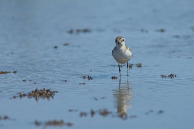 Olgunlaşmamış Kittlitz 'ler Charadrius Specuarius' u öldürüyorlar. Oiseaux du Djoudj Ulusal Parkı. Saint-Louis 'de. Senegal.