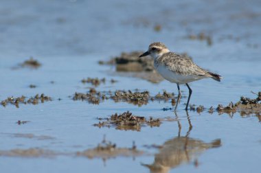Olgunlaşmamış Kittlitz 'ler Charadrius Specuarius' u öldürüyorlar. Oiseaux du Djoudj Ulusal Parkı. Saint-Louis 'de. Senegal.