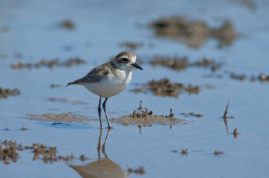 Olgunlaşmamış Kittlitz 'ler Charadrius Specuarius' u öldürüyorlar. Oiseaux du Djoudj Ulusal Parkı. Saint-Louis 'de. Senegal.