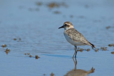 Olgunlaşmamış Kittlitz 'ler Charadrius Specuarius' u öldürüyorlar. Oiseaux du Djoudj Ulusal Parkı. Saint-Louis 'de. Senegal.
