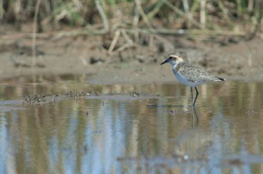 Olgunlaşmamış Kittlitz 'ler Charadrius Specuarius' u öldürüyorlar. Oiseaux du Djoudj Ulusal Parkı. Saint-Louis 'de. Senegal.