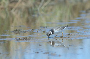 Yaygın halkalı pulluk Charadrius hiaticula beslemesi. Oiseaux du Djoudj Ulusal Parkı. Saint-Louis 'de. Senegal.
