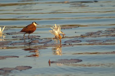 Afrikalı Jackie Actophilornis africanus ve çiçekli beyaz Mısır lotusu Nymphaea lotusu. Oiseaux du Djoudj Ulusal Parkı. Saint-Louis 'de. Senegal.