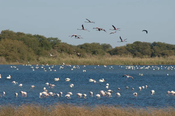 Flamingos Phoenicopterus Roseus Einer Lagune Oiseaux Djoudj National Park Saint — Stockfoto