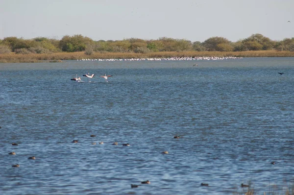 Große Flamingos Phoenicopterus Roseus Auf Dem Flug Oiseaux Djoudj National — Stockfoto