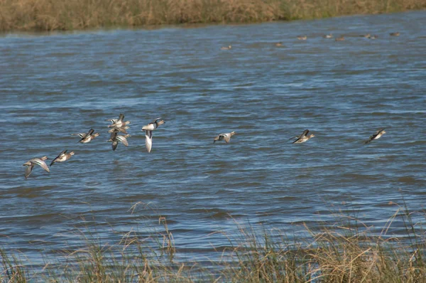 Garganey Spatula querquedula uçuyor. Oiseaux du Djoudj Ulusal Parkı. Saint-Louis 'de. Senegal.
