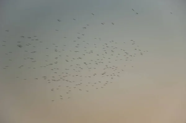 Vogelschwärme Flug Bei Sonnenuntergang Bilder Verschwimmen Bewegung Anzudeuten Oiseaux Djoudj — Stockfoto