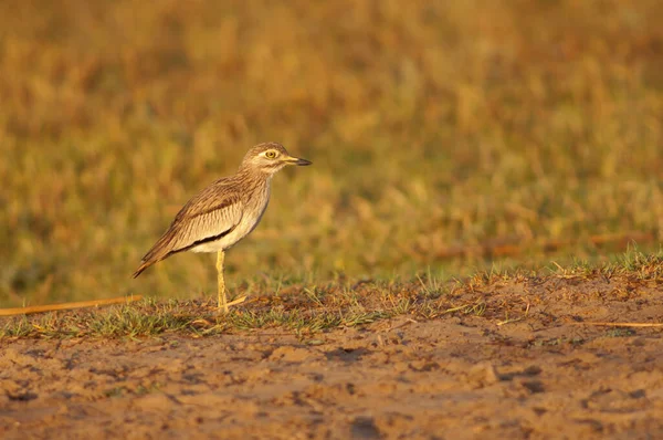Senegal Dikke Knie Burhinus Senegalensis Het Nationaal Park Oiseaux Djoudj — Stockfoto
