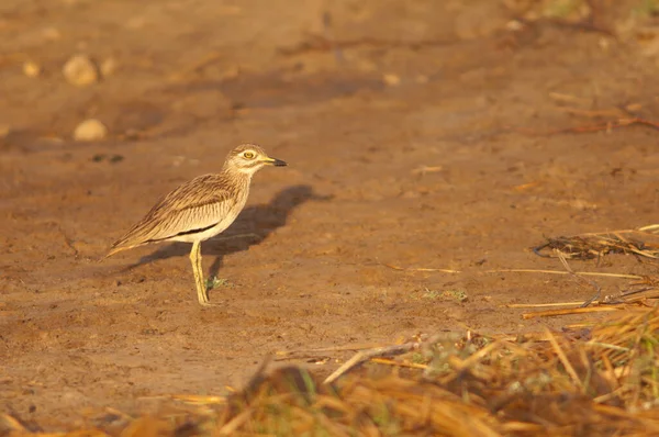 Сенегал Товстим Коліном Burhinus Senegalensis Національному Парку Oiseaux Djoudj Сент — стокове фото