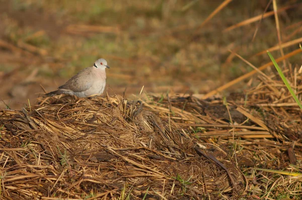 Gyász Galléros Galamb Streptopelia Megfejteni Oiseaux Djoudj Nemzeti Park Saint — Stock Fotó