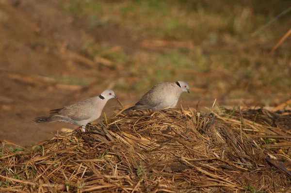 Sörjande Krabbor Duvor Streptopelia Decpiens Oiseaux Djoudj National Park Saint — Stockfoto