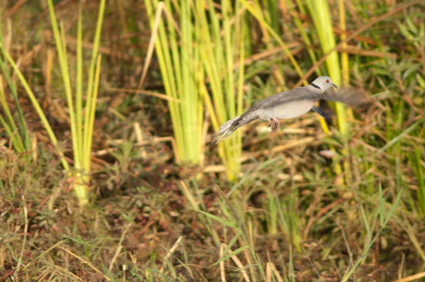 비둘기가 모습을 토리아 피엔스가 날아간다 Djoudj 공원으로 유명하다 세인트 루이스요 — 스톡 사진